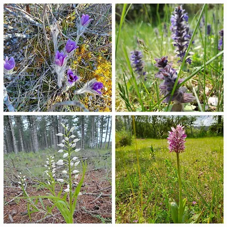 Le Passe Compose Nyaraló